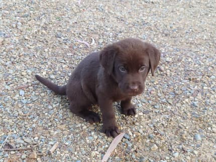 mini labrador for sale near me