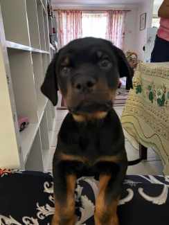 rottweiler puppies 2 months