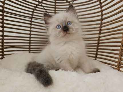 READY NOW Purebred Ragdoll Kittens PRICE DROPPED Cats Kittens Gumtree Australia Ipswich City South Ripley 1328989917