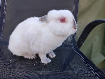 Netherlands Himalayan Dwarf Bunny Purebred Himalayan Netherland
