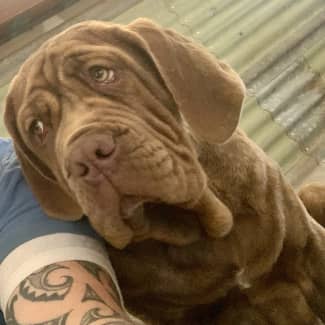 Chocolate best sale neapolitan mastiff