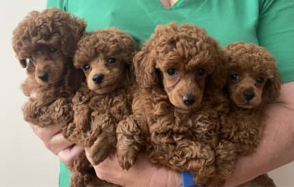 what type of home is best for a toy poodle