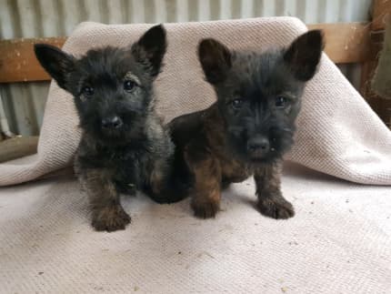 Cairn terrier puppies sales gumtree