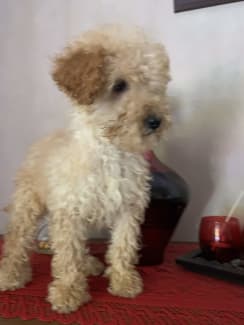 Spoodle puppies for cheap sale gumtree