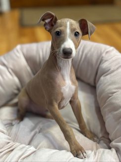 Italian Greyhound For Sale Australia Greyhound Australia Mini