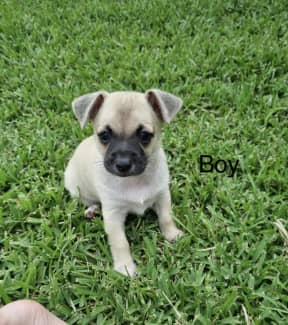 Pug x hot sale mini foxy