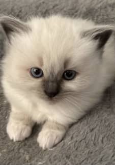 Ragdoll kittens for sale hot sale gumtree