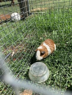 Gumtree clearance guinea pigs