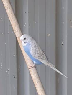 Gumtree baby hot sale budgies