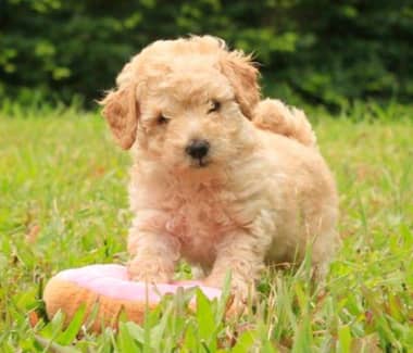 gumtree toy poodle for sale