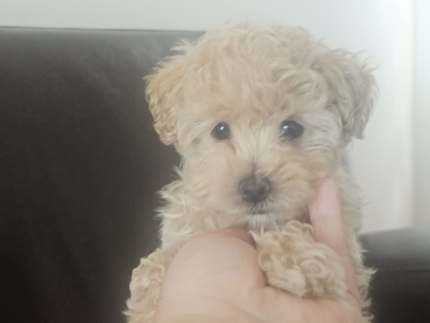 Gumtree maltipoo sales