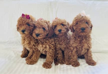 gumtree toy poodle for sale