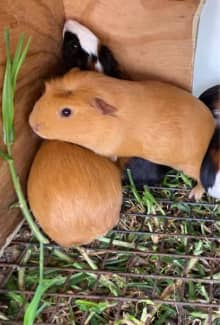 Guinea pigs for store sale on gumtree