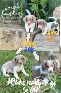 Isabella piebald sales dachshund puppies sale