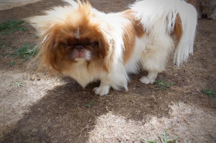 Chocolate pekingese hotsell