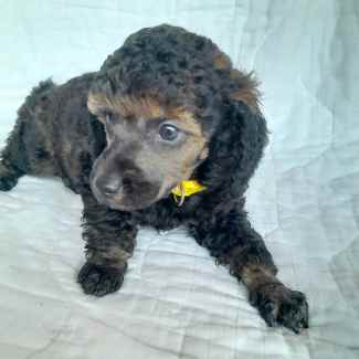 Miniature poodle gumtree hotsell