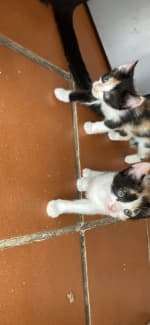 Kittens to best sale good home