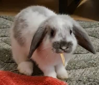 10 week hot sale old rabbit