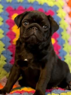 Gumtree shops pug puppies