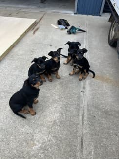 Kelpie x huntaway store puppies