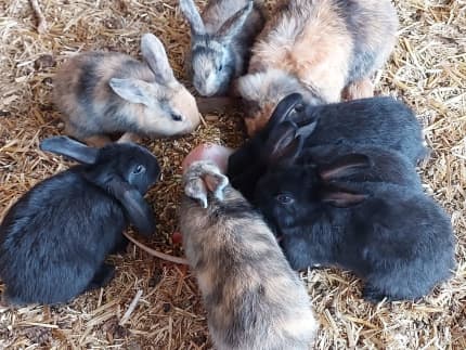 Gumtree best sale baby rabbits