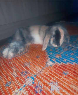 holland lop bunnies for sale melbourne