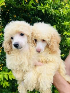 Toy Poodle Puppies Dna Clear