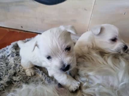 small westie puppies for sale