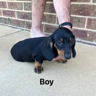 Dachshund puppies for gumtree fashion