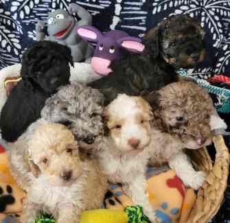 Gumtree toy poodles for sale hotsell