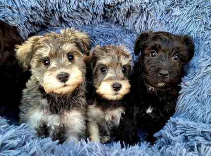 Toy poodle x mini hot sale schnauzer