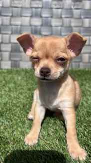 Chihuahua 2024 stud gumtree