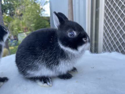 Netherland deals dwarf kits