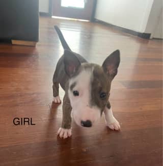 Bull terrier puppies for best sale sale gumtree