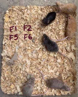 female mice for sale