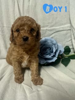 Toy cavoodle gumtree sale