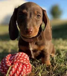 can dachshunds have green eyes