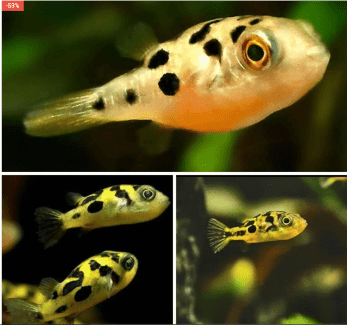 Freshwater pygmy best sale puffer fish