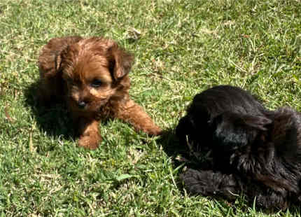 Toy poodle x yorkshire sales terrier