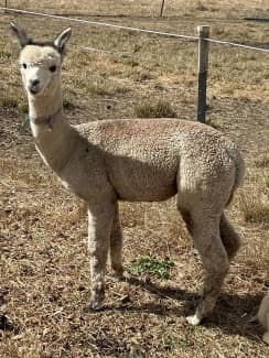 Stunning grey male alpacas | Livestock | Gumtree Australia Yass Valley -  Murrumbateman | 1308299118