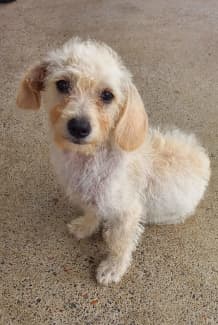 Dachshund Bichon Mix A Comprehensive Guide to the Lively and Loving Doxiechon