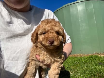 miniature poodle gumtree