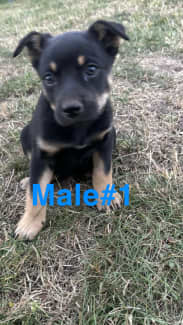 Kelpie 2024 x puppies