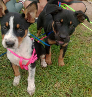 Red heeler sales kelpie mix