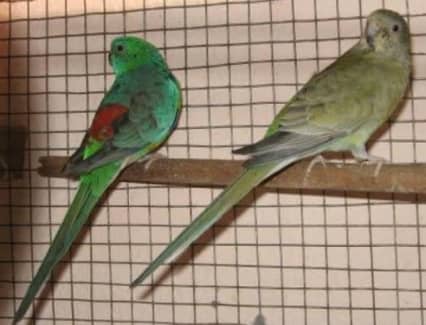 Red rump parakeet for clearance sale