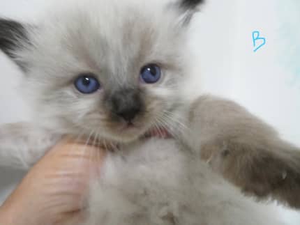 Ragdoll 2024 kittens gumtree