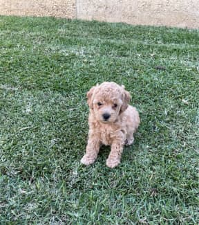 find toy poodle puppies for sale