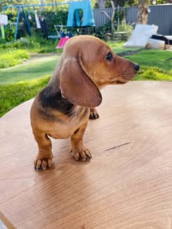 Home on the store farm dachshund puppies