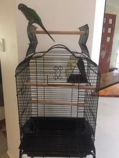 BBrand NEW bird cage 4 hand tame cockatiel etc open roof stand extra Birds Gumtree Australia Logan Area Meadowbrook 1248768502