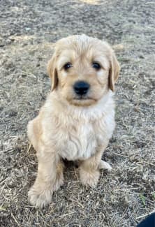 Labradoodle puppies best sale for sale gumtree